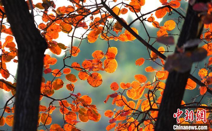 山東沂南：漫山紅葉醉游人