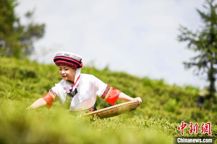 湖南桑植白茶進入春茶采摘季白族村民采茶忙