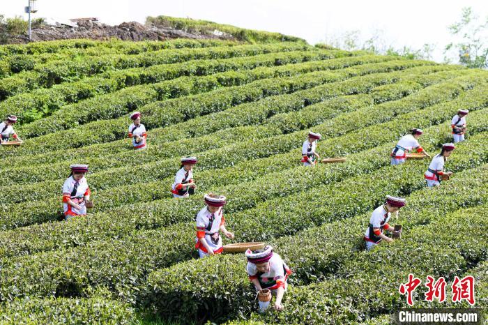 眾多白族村民身著民族服飾走進茶園采摘。　楊華峰 攝