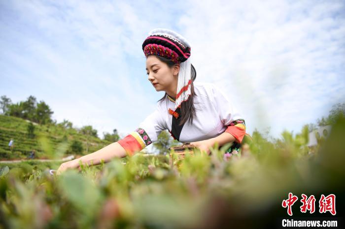 白族村民身著民族服飾采摘白茶。　楊華峰 攝