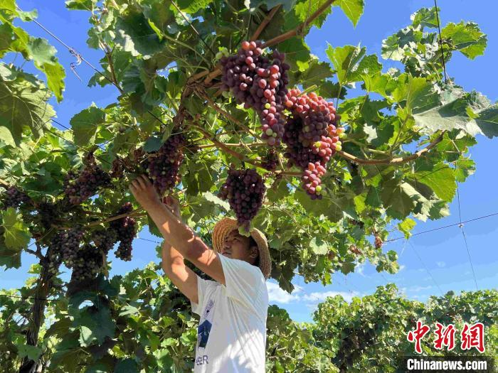 新疆多地“靜態(tài)管理”下各行業(yè)有條不紊