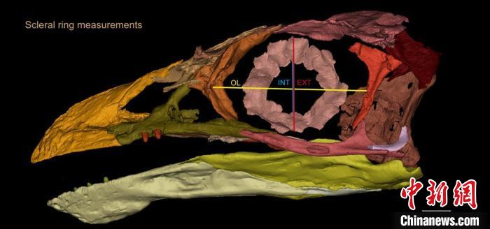 熱河鳥(niǎo)STM3-8化石標(biāo)本的鞏膜環(huán)復(fù)原及測(cè)量示意圖?！『?供圖