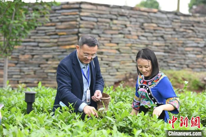 東盟國家媒體記者在辰龍關(guān)茶園采茶?！钊A峰 攝