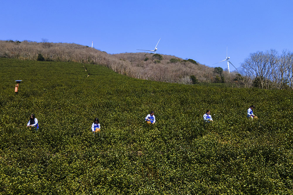 茶農們搶抓晴好天氣采摘春茶。楊云中攝