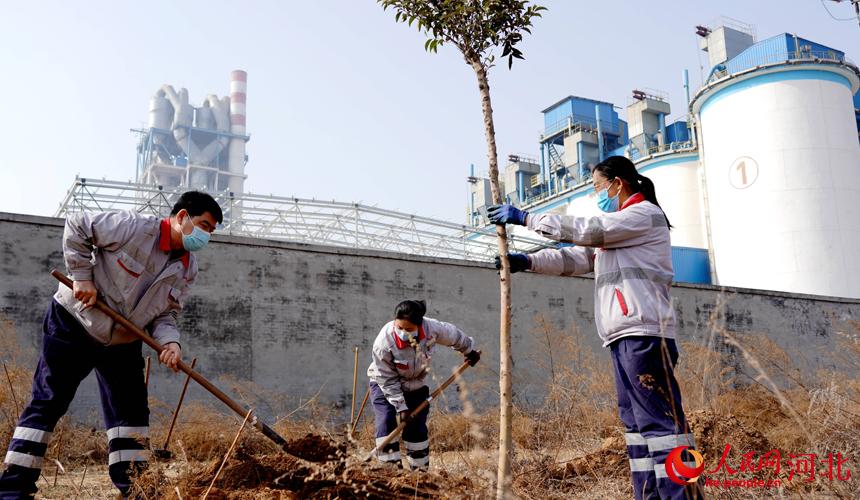 邢臺金隅職工在石邢公路沿線植樹。 宋繼昌攝