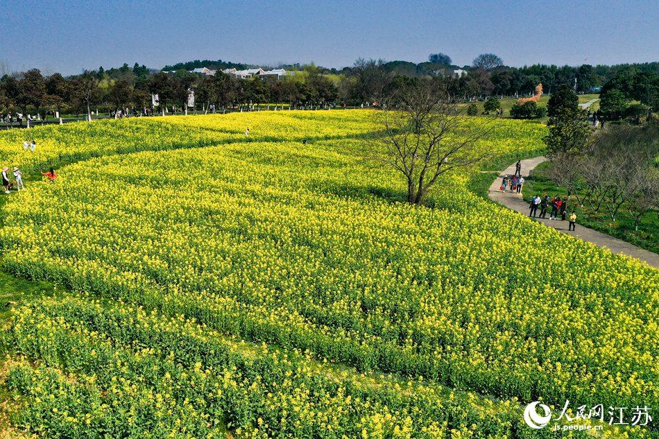 高淳區(qū)椏溪國際慢城桃花扇廣場油菜花田。劉列攝