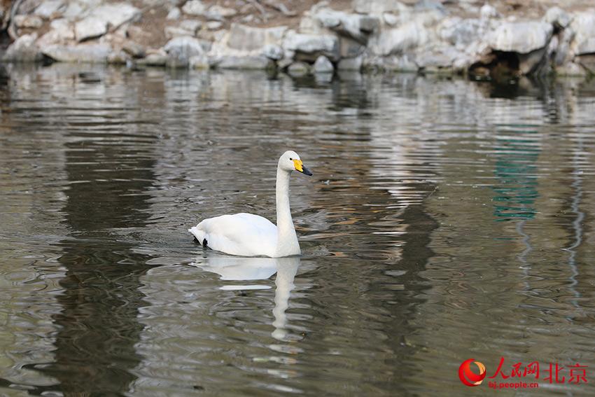 北京動物園水禽湖上，水鳥游弋其中，傳遞春的消息。人民網(wǎng) 尹星云攝