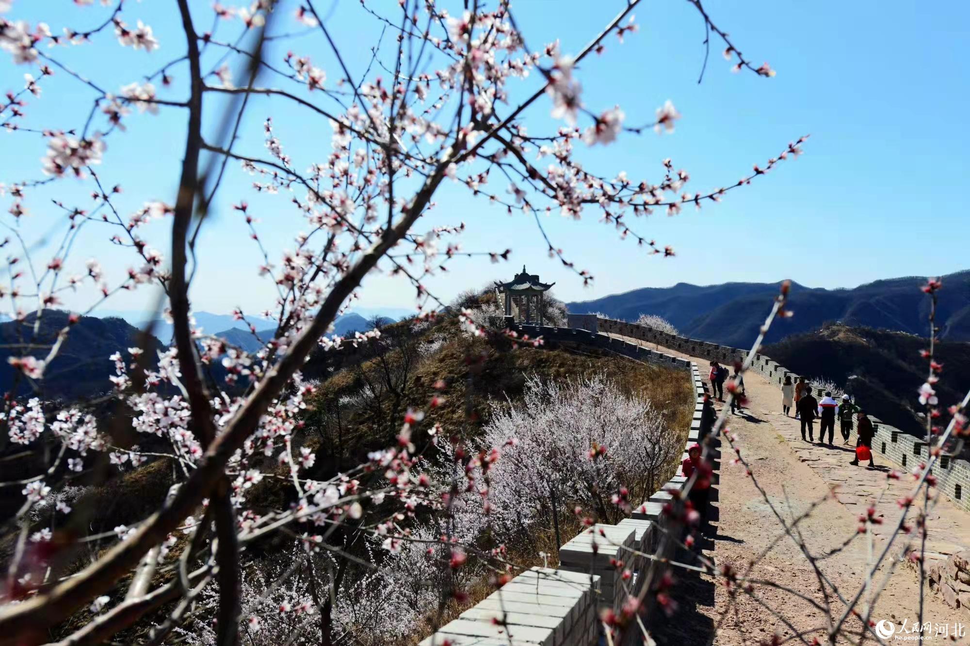 邢臺九龍峽景區(qū)鮮花盛開。 馬健攝