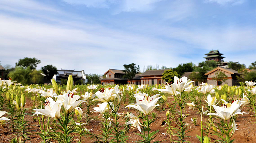 北京世園公園百合陸續(xù)盛放。（北京世園公園供圖）