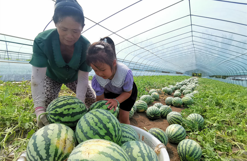 在北辰區(qū)雙街鎮(zhèn)的西瓜種植基地內(nèi)，種植農(nóng)戶們正忙著采收。陳立興攝