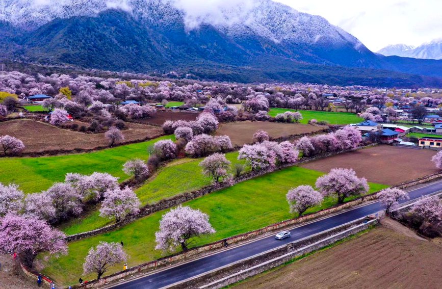 波密縣傾多鎮(zhèn)如納村盛開(kāi)的桃花。徐馭堯攝