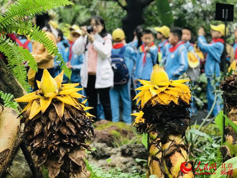 植物館里的地涌金蓮。地涌金蓮原產中國云南，為中國特產花卉。人民網 董兆瑞攝