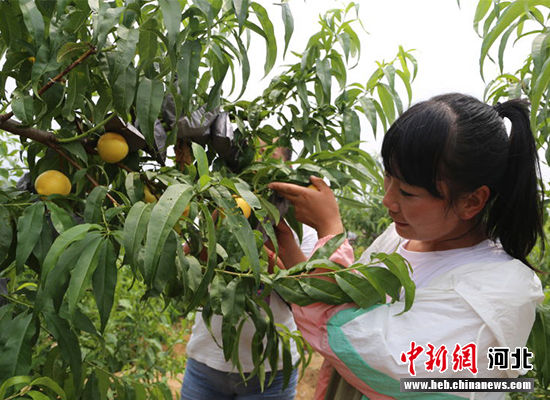 圖為秦皇島市撫寧區(qū)“首屆黃桃文化節(jié)”開幕。 許慧敏 攝