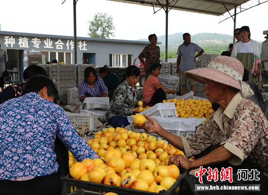 圖為秦皇島市撫寧區(qū)“首屆黃桃文化節(jié)”開幕。 許慧敏 攝