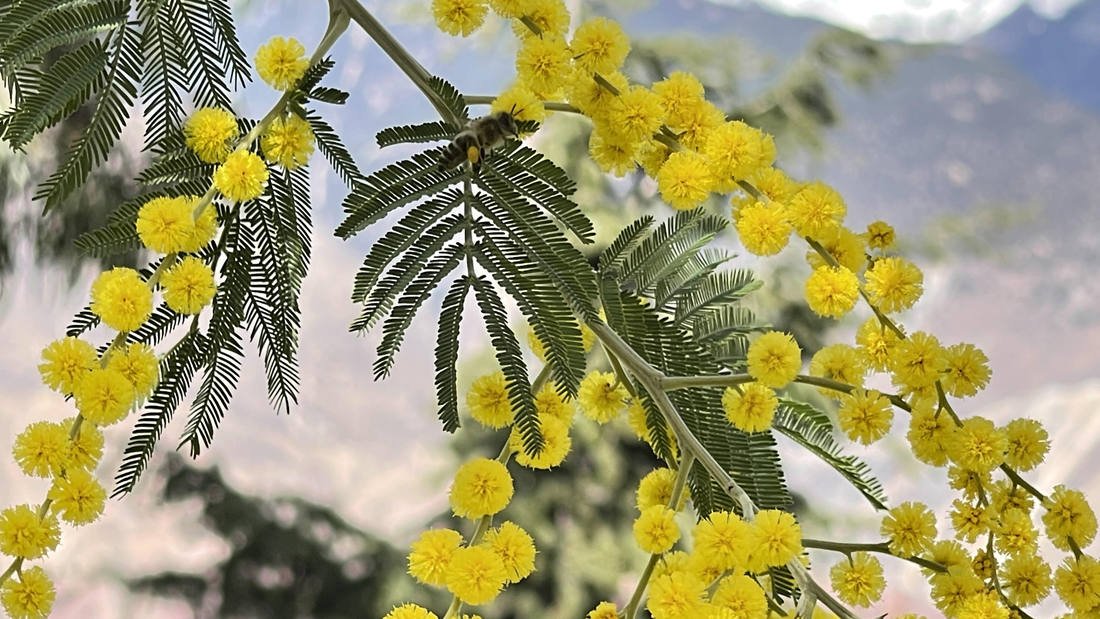 蜜蜂在金合歡花枝上休憩。