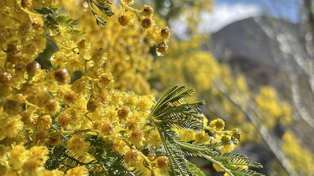 清晨帶著露珠的金合歡花。