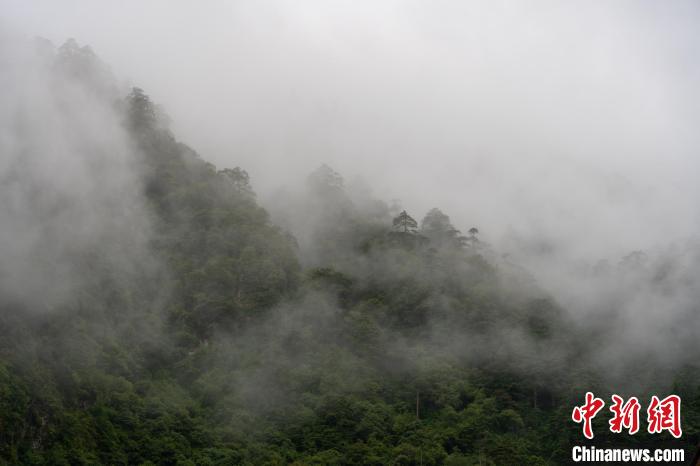 雨后勒布溝的云霧?！〗w波 攝