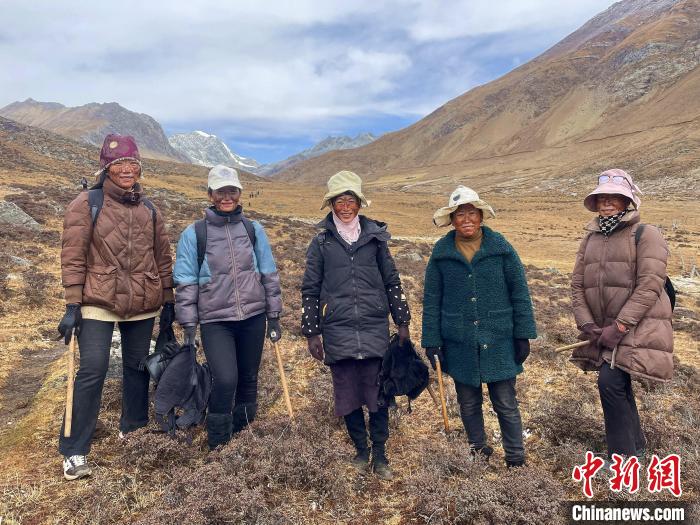 藏族阿佳們涂上自制防曬“面膜”上山找蟲草。　冉文娟 攝