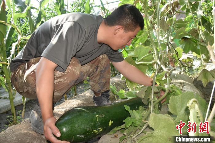 圖為阿里軍分區(qū)某邊防團(tuán)官兵在溫室摘菜。　陳嘯岳 攝