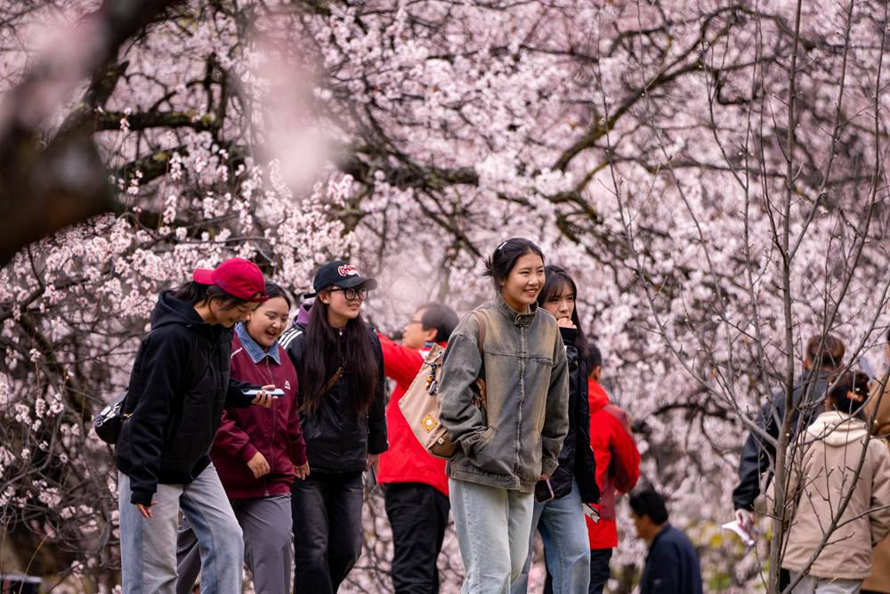 桃花盛開惹人醉，八方游客賞花來。徐馭堯攝