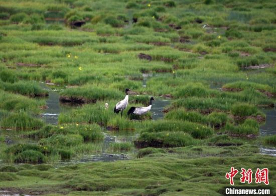 圖為祁連山國(guó)家公園青海片區(qū)內(nèi)的黑頸鶴。　祁連山國(guó)家公園青海省管理局供圖 攝