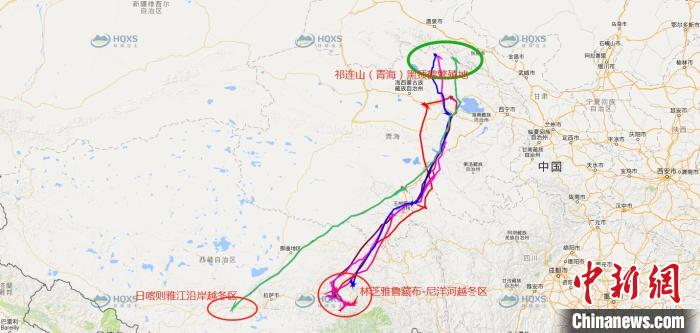 祁連山國家公園青海片區(qū)黑頸鶴種群遷徙研究取得豐富成果