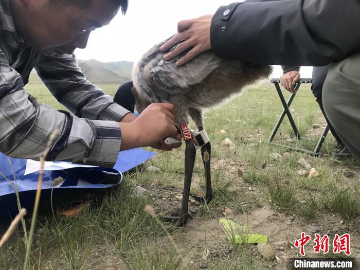 圖為研究人員為黑頸鶴佩戴GPS跟蹤設(shè)備。祁連山國家公園青海省管理局供圖