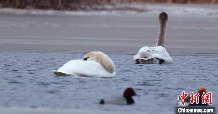 圖為疣鼻天鵝水面休憩。　青海國家公園觀鳥協(xié)會(huì)供圖 攝