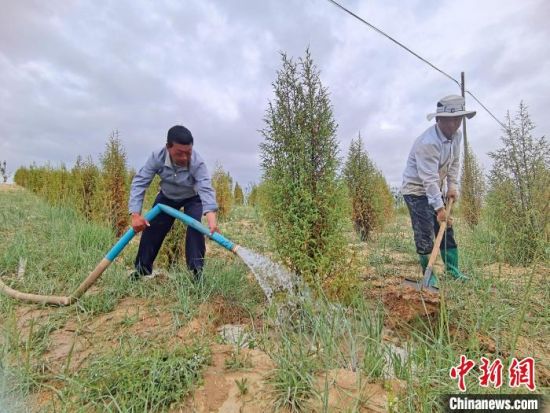 圖為扎西和村民給樹(shù)澆水?！∑钤鲚怼z