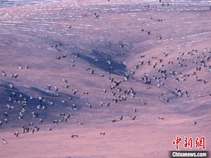 圖為黑頸鶴翔集于青海嘉塘草原上。　青海省玉樹藏族自治州稱多縣委宣傳部供圖