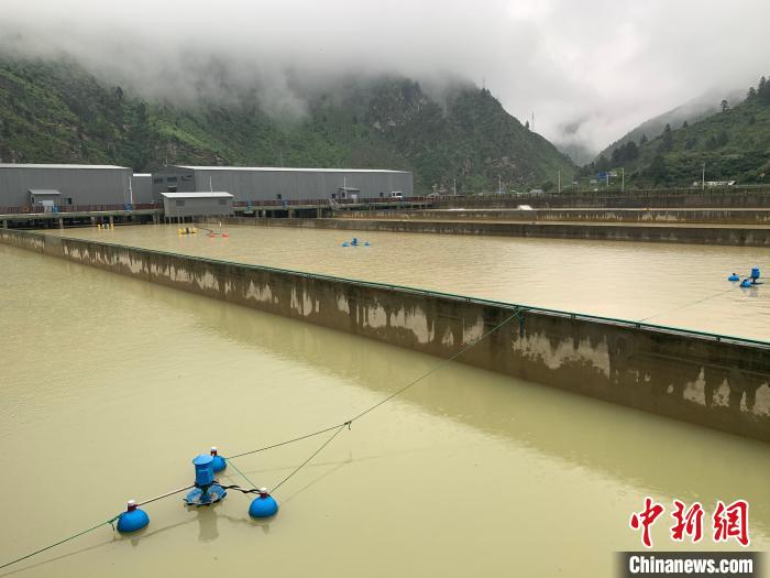 喜馬拉雅南麓養(yǎng)鮭魚(yú)