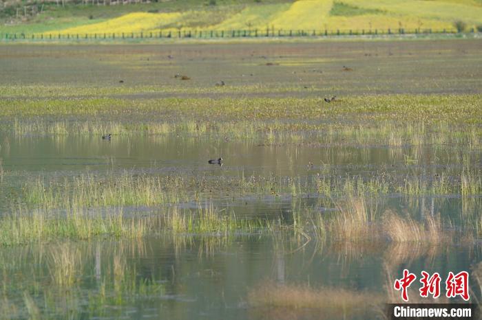 香格里拉納帕海：修復(fù)濕地生態(tài)留下“遠方的客人”