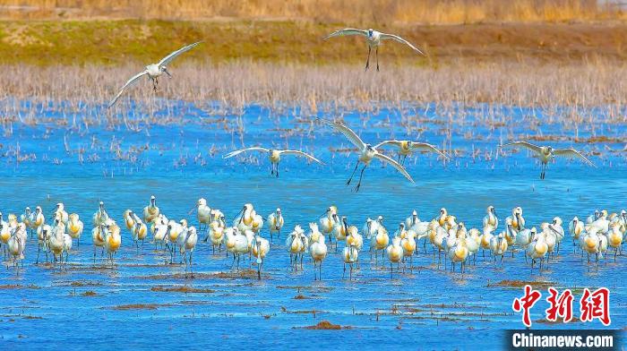 沿海濕地，鳥類天堂?！←}城市委宣傳部供圖