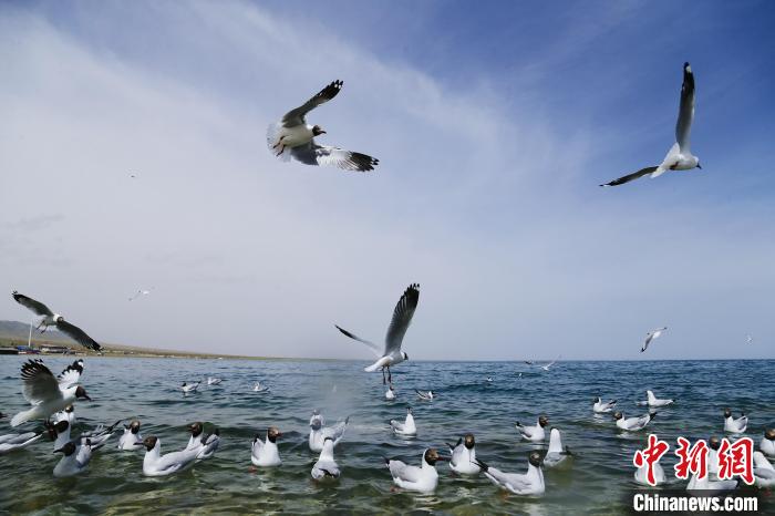 圖為水鳥在青海湖飛翔?！●R銘言 攝