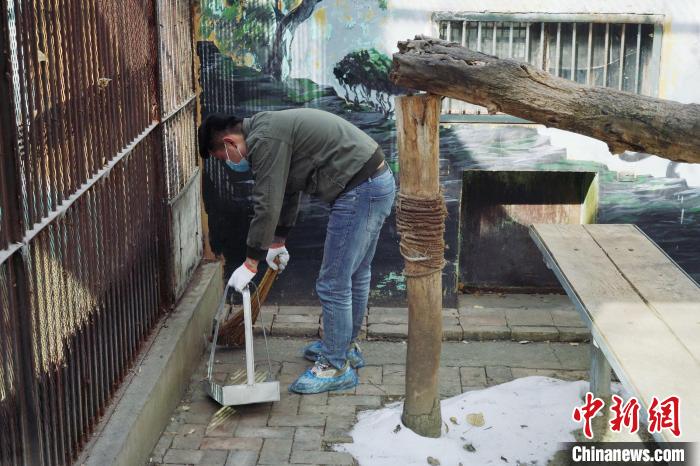 圖為雪豹“奶爸”史壽軍正在打掃豹館衛(wèi)生?！●R銘言 攝