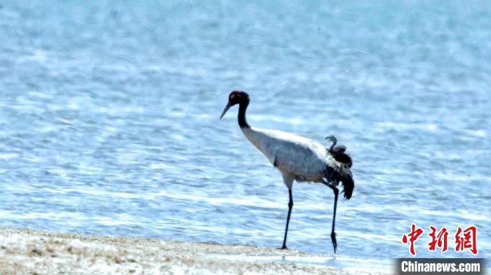 圖為黑頸鶴在青海湖畔散步?！《砣詹囟?攝