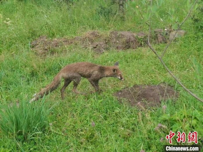 青?；ブ骄戎鷩叶壉Ｗo(hù)野生動(dòng)物赤狐