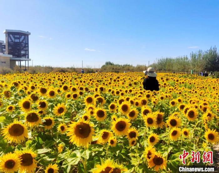 圖為格爾木境內(nèi)的向日葵花海?！「駹柲救诿襟w中心供圖