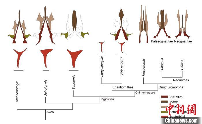 最原始鳥類“熱河鳥”最新研究：嗅覺更好、日行主導