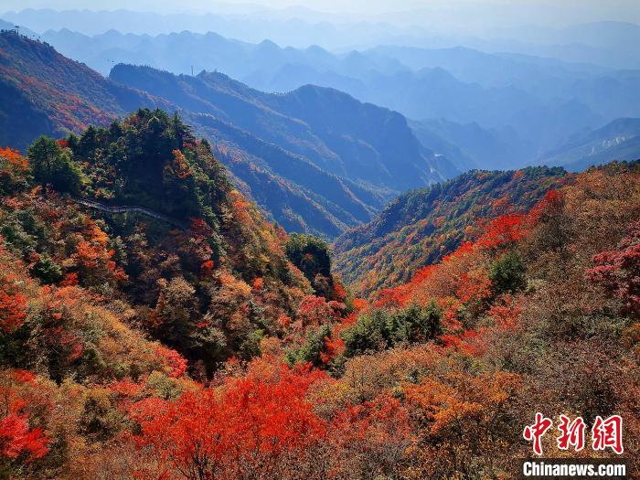 巴山大峽谷漫天紅葉?！埰?攝