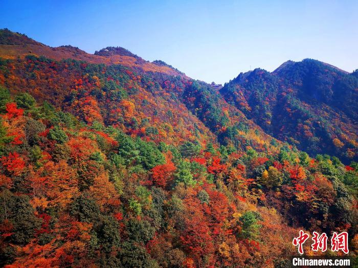 巴山大峽谷漫天紅葉?！埰?攝