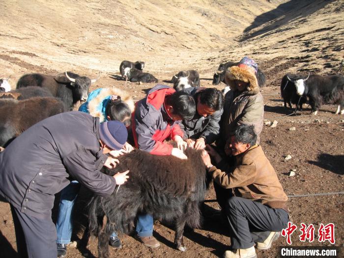 資料圖為研究團隊在青南高原地區(qū)開展了牦牛寄生蟲病流行病學和防治技術研究?！?青海省畜牧獸醫(yī)科學院供圖