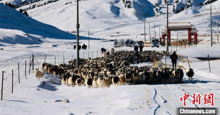 圖為村民在雪地上放牧?！《继m縣融媒體中心供圖