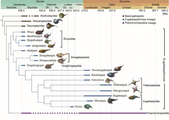 盔甲魚(yú)類的系統(tǒng)發(fā)育關(guān)系及地史分布。　中科院古脊椎所 供圖