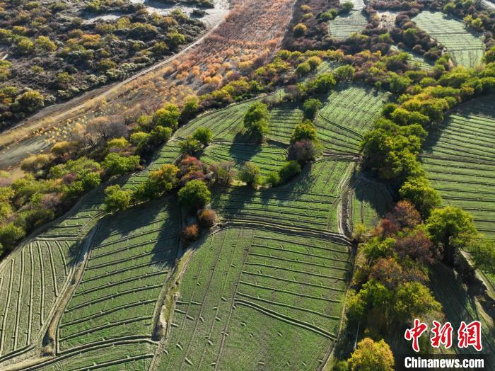 圖為11月8日，雅魯藏布江畔的高原梯田?！《拘?攝