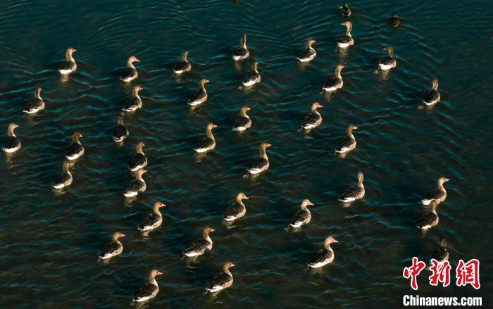 圖為湖中的野生鳥類。　何啟金 攝