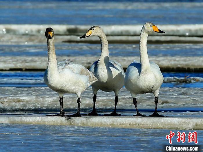 圖為三只天鵝在湖面上曬太陽。　何啟金 攝