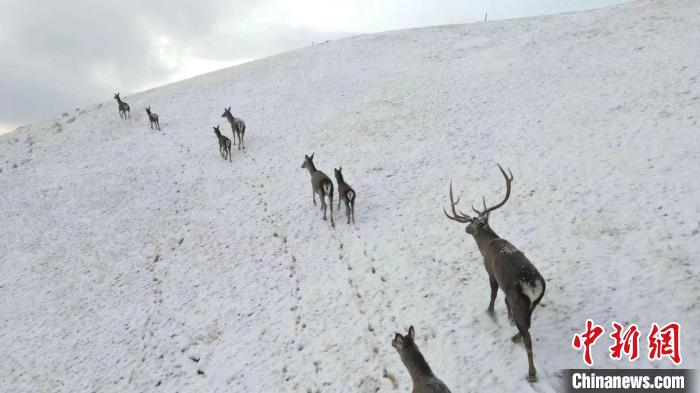 圖為馬鹿群在雪地里行走?！〔湃?攝