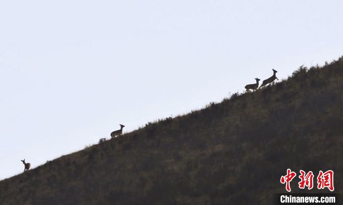 圖為狍鹿在山坡上漫步。　才項(xiàng)南加 攝