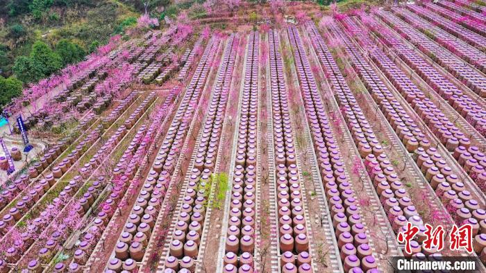 灼灼桃花惹人醉?！㈡?攝